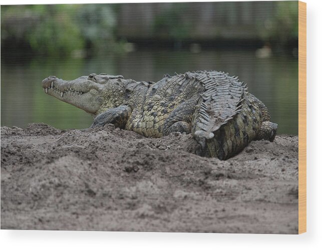Crocodile Wood Print featuring the photograph Crocodile by Carolyn Hutchins
