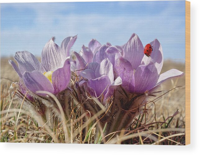  Crocus Wood Print featuring the photograph Native Pasque flowers or crocus on a coulee pasture with ladybug by Peter Herman