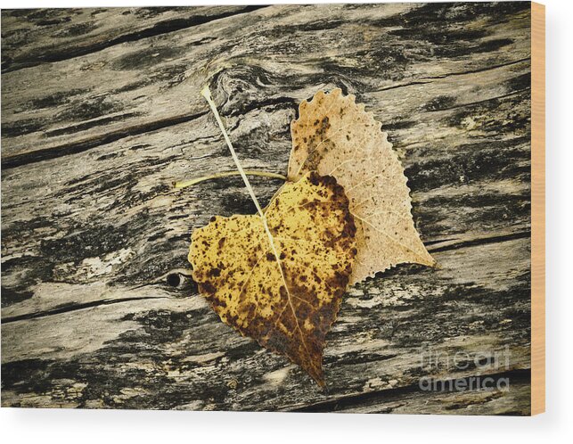 Fall Wood Print featuring the photograph Crossed Paths LE8923 by Mark Graf