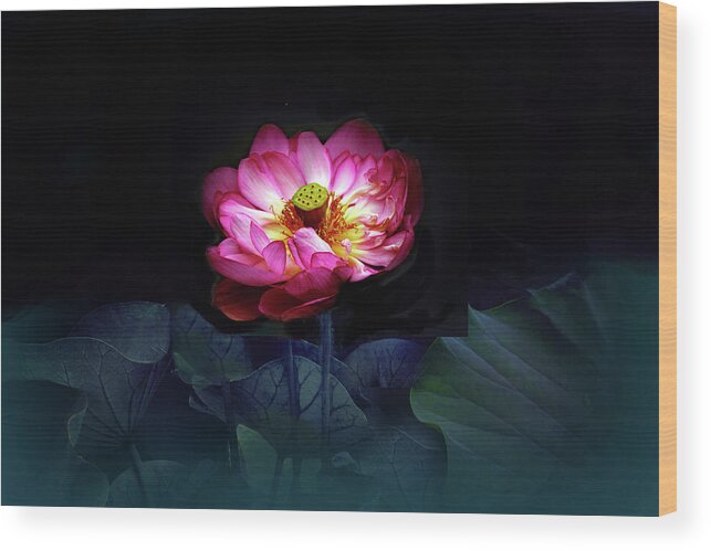 Lotus Wood Print featuring the photograph Lotus in Moonlight by Jessica Jenney