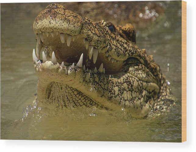 Cuban Wood Print featuring the photograph Cuban Crocodile Smile by Carolyn Hutchins