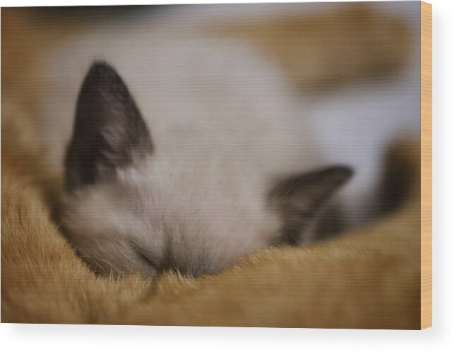 Kitten Wood Print featuring the photograph Cuddles with uncle Sunny by DArcy Evans