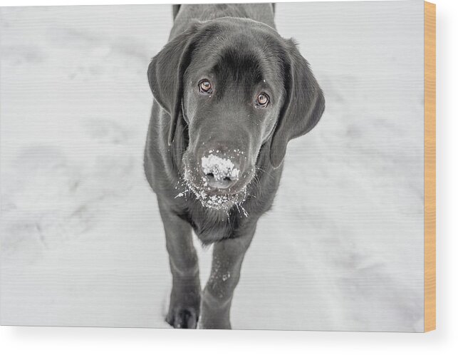 February Wood Print featuring the photograph Curious Otis by Dee Potter