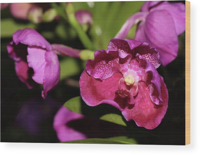 Orchid Wood Print featuring the photograph Curled Orchids by Mingming Jiang