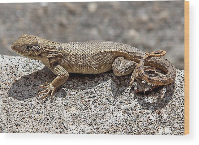 Lizard Wood Print featuring the photograph Curly Tail Lizard by Dart Humeston