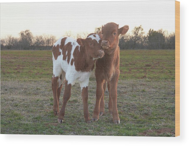 Longhorn Cow And Calf Print Wood Print featuring the photograph Cute calves by Cathy Valle