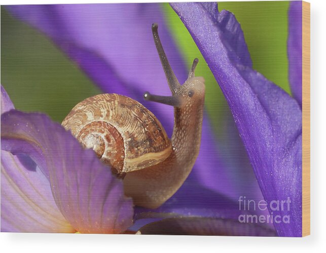 Snail Wood Print featuring the photograph Cute garden snail on purple flower by Simon Bratt