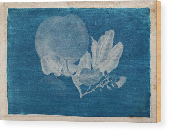 Cyanotype Photo Of A Plant - 3 Wood Print featuring the photograph Cyanotype Photo of a plant - 3 by Celestial Images