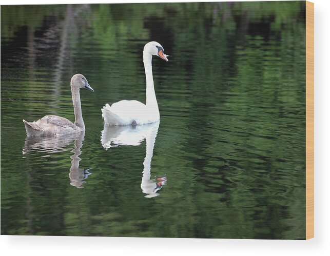 Spring Lake Park Wood Print featuring the photograph Cygnet with Mom by Robert Carter