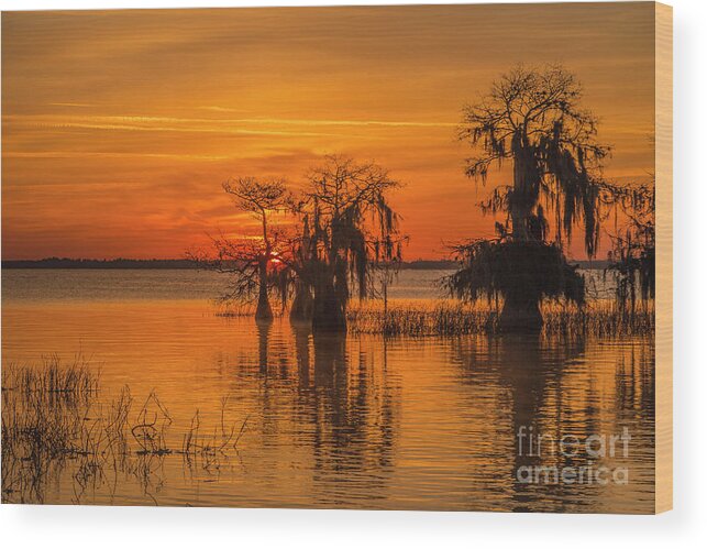 Sun Wood Print featuring the photograph Cypress Horizon Sunrise by Tom Claud