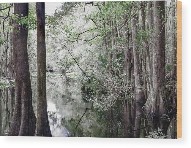 Clouds Wood Print featuring the photograph Cypress Marsh Quiet Reflections Highlands Hammock by Debra and Dave Vanderlaan