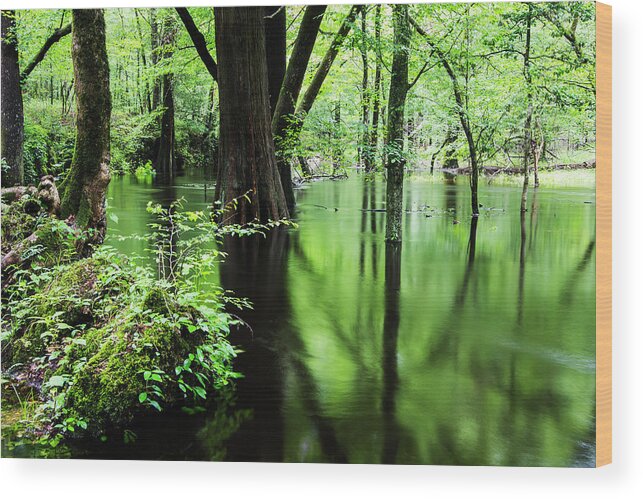 Cypress Tree Wood Print featuring the photograph Cypress Trees Along Island Creek Trail in North Carolina by Bob Decker