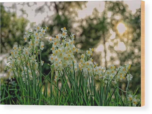 Flowers Wood Print featuring the photograph Daffodils Blossom by Uri Baruch