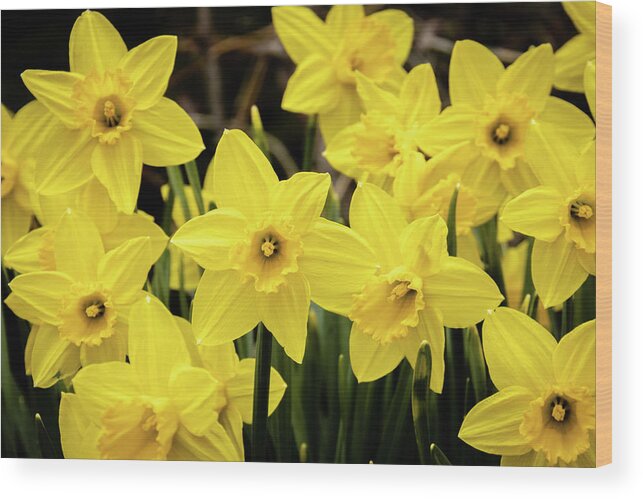 Daffodil Wood Print featuring the photograph Daffodils in the Spring Garden by Craig A Walker