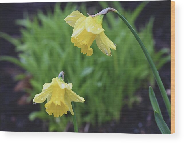 Daffodils Wood Print featuring the photograph Daffodils by Jerry Cahill
