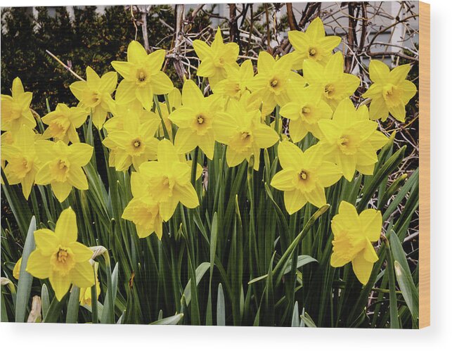 Daffodil Wood Print featuring the photograph Daffodils Stand Together by Craig A Walker