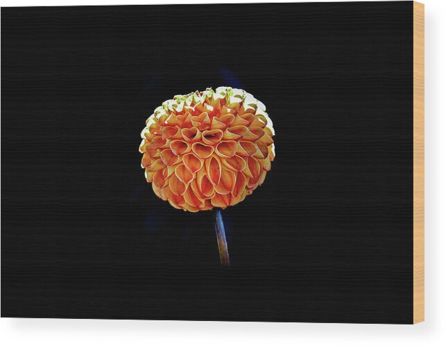 Flower Wood Print featuring the photograph Dahlia by Anamar Pictures