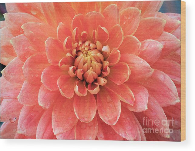 Kmaphoto Wood Print featuring the photograph Dahlia Beauty by Kristine Anderson