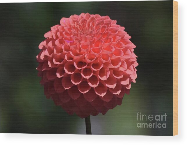 Art Wood Print featuring the photograph Dahlia in Fall by Jeannie Rhode