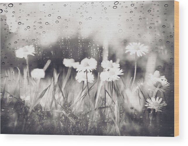 Daisy Wood Print featuring the photograph Daisies Dancing in the Rain Black and White by Carol Japp