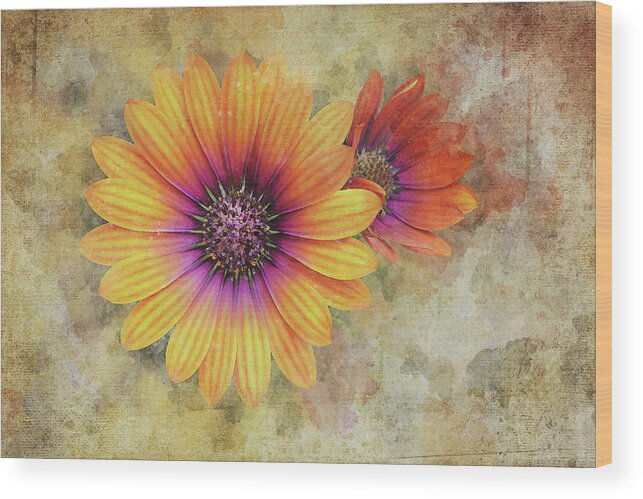 Daisy Wood Print featuring the photograph Daisies by Scott Norris
