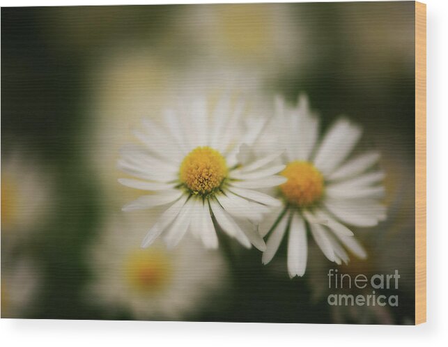 Botanical Wood Print featuring the photograph Daisy Duo by Venetta Archer