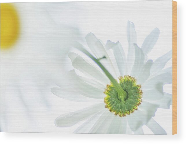 Daisy Wood Print featuring the photograph Daisy in a Mirror by Kathy Paynter