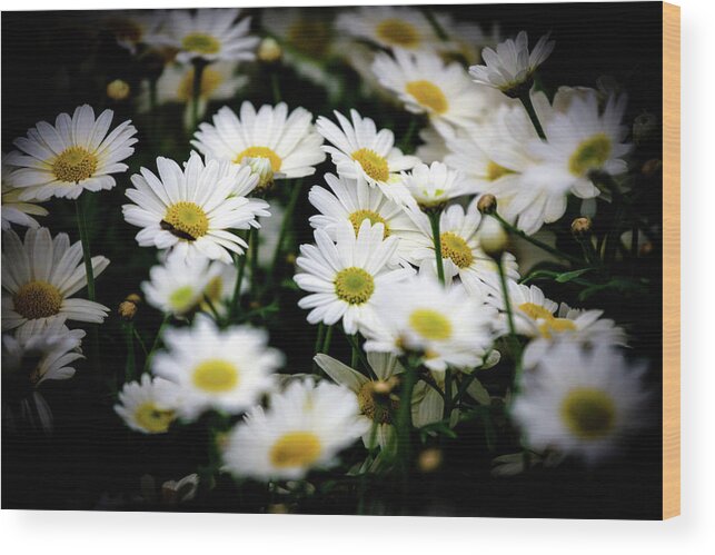 Daisies Wood Print featuring the photograph Daisy Serenade by Sublime Ireland