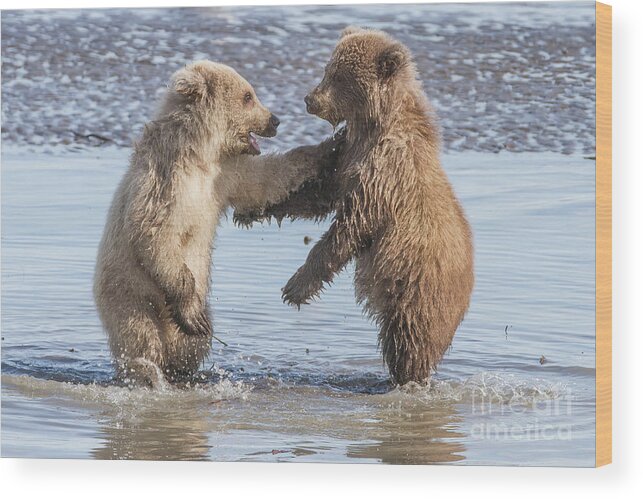 Bear Wood Print featuring the photograph Dancing Bears by Chris Scroggins