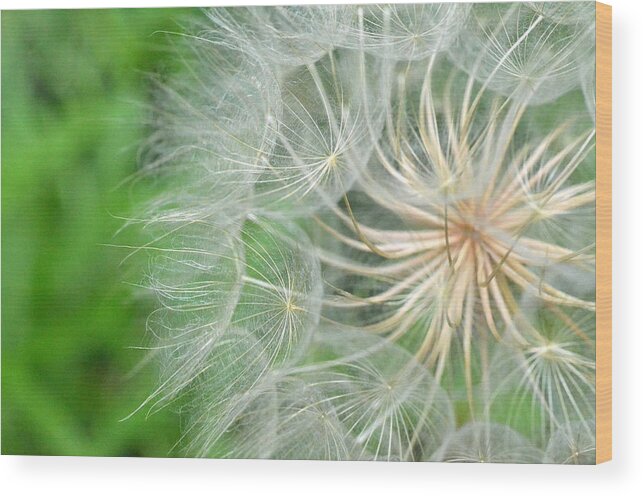 Nature Wood Print featuring the photograph Dandelion 5 by Amy Fose