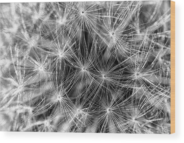 Dandelion Wood Print featuring the photograph Dandelion Seed Pod by Bob Decker