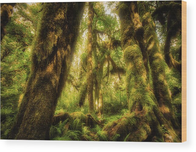 Art Wood Print featuring the photograph Dappled Dreams by Rick Furmanek