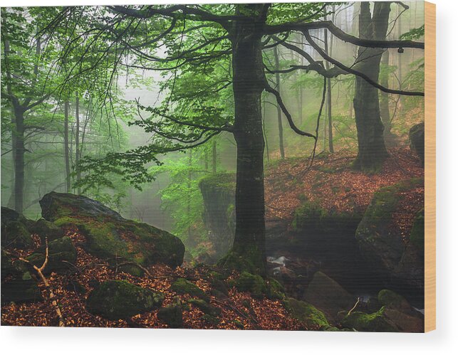 Fog Wood Print featuring the photograph Dark Forest by Evgeni Dinev