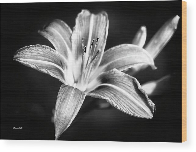 Flower Wood Print featuring the photograph Daylily Flower Black And White by Christina Rollo