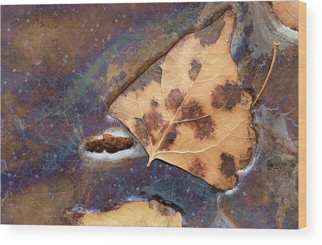 Leaves Wood Print featuring the photograph Decomposition by Deborah Hughes