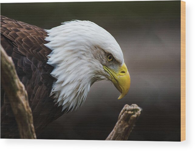 Bald Eagle Wood Print featuring the photograph Deep in Thought by Rose Guinther