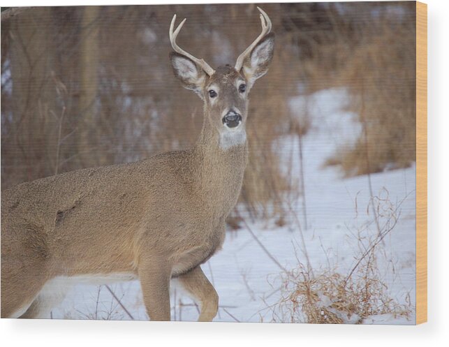 Deer Wood Print featuring the photograph Deer in Winter by Nancy Ayanna Wyatt
