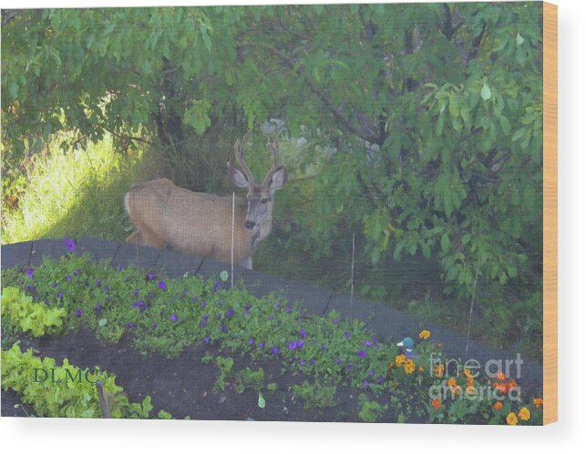 Deer Wood Print featuring the photograph Deer Right Here by Donna L Munro