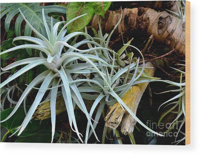 Air Plants On A Log Photograph Wood Print featuring the photograph Delicate Air Plants by Expressions By Stephanie