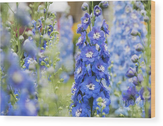 Delphinium Aurora Blue With White Bee Wood Print featuring the photograph Delphinium Aurora Blue with White Bee Flower by Tim Gainey