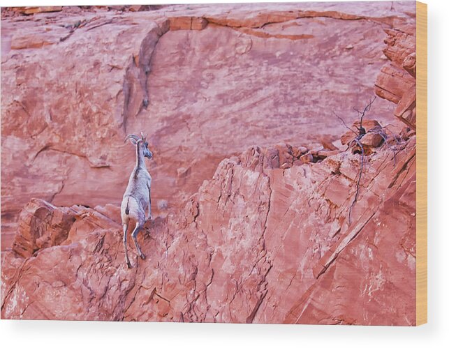 Nature Wood Print featuring the photograph Desert Bighorn Sheep at Valley of Fire by Tatiana Travelways