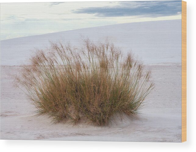 Arizona Wood Print featuring the photograph Desert Dwelling by Rick Furmanek