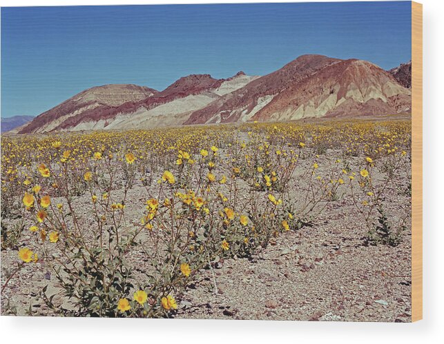 Tom Daniel Wood Print featuring the photograph Desert Gold Super Bloom by Tom Daniel
