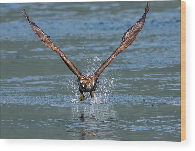 Determination Wood Print featuring the photograph Determination - Eagle Art by Jordan Blackstone