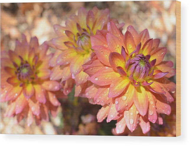 Dahlia Wood Print featuring the photograph Dewy Dahlias by Amy Fose
