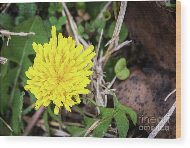 Closeup Wood Print featuring the photograph Dewy Diamond Dandelion 11 of 12 by Cheryl McClure