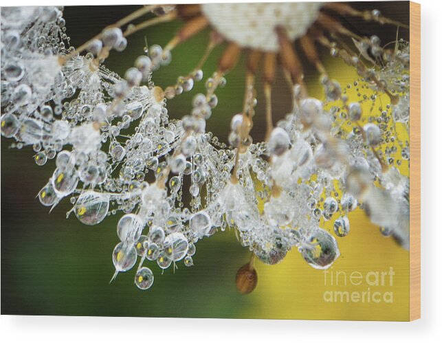 Closeup Wood Print featuring the photograph Dewy Diamond Dandelion 6 of 12 by Cheryl McClure