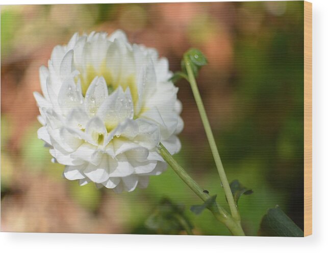 Dahlia Wood Print featuring the photograph Dewy White Dahlia by Amy Fose