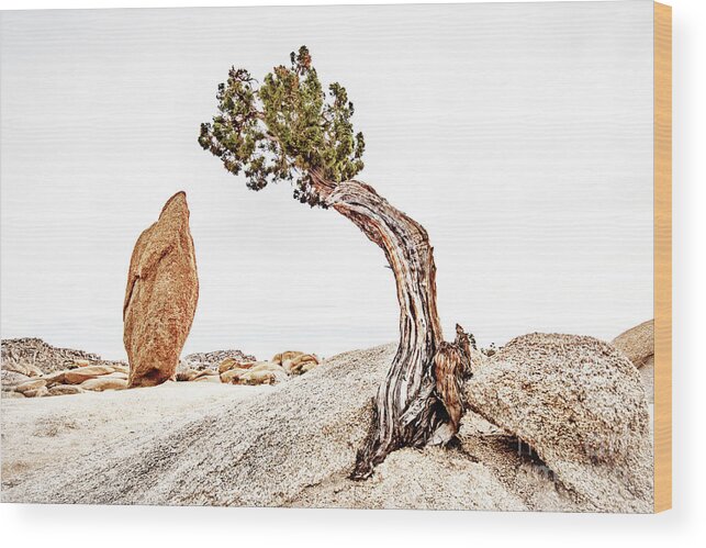 Joshua Tree National Park Wood Print featuring the photograph Different and Together by Charline Xia