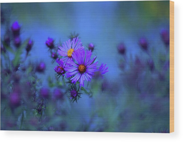Asters Wood Print featuring the photograph Moonlight Asters by Jessica Jenney